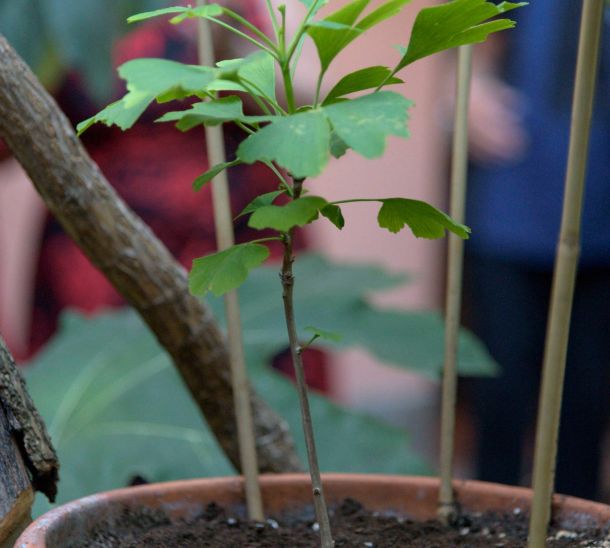 Un Simbolo di Pace Fiorisce ad Anshin: Il Nostro Hibakujumoku in TV sul TG2