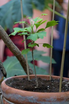 Un Simbolo di Pace Fiorisce ad Anshin: Il Nostro Hibakujumoku in TV sul TG2